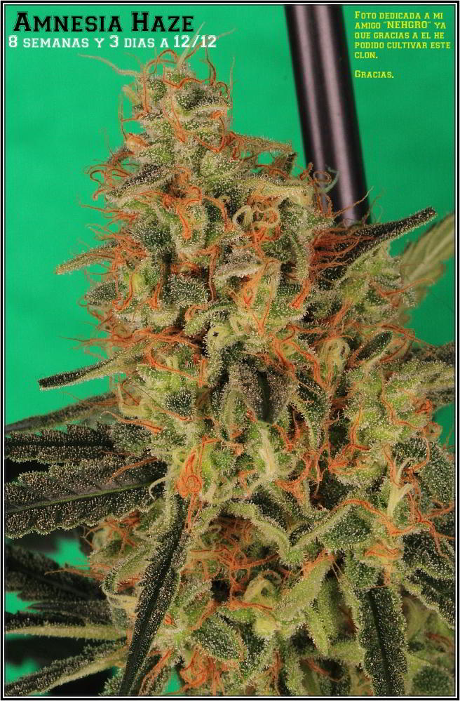 planta de marihuana Amnesia Haze Hidra 4