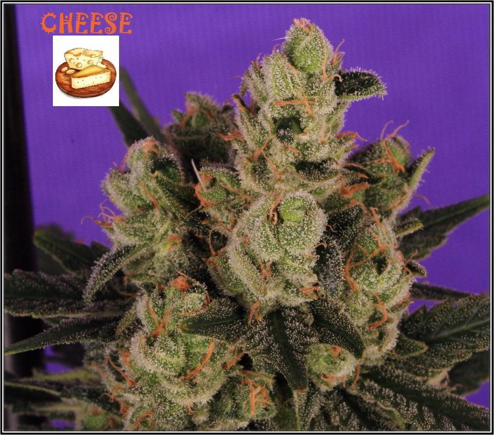 cultivo orgánico Variedad de marihuana cheese sensi seeds 5