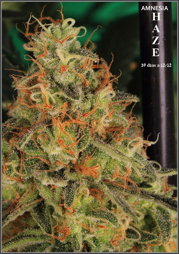 planta de marihuana Amnesia Haze Hidra 5