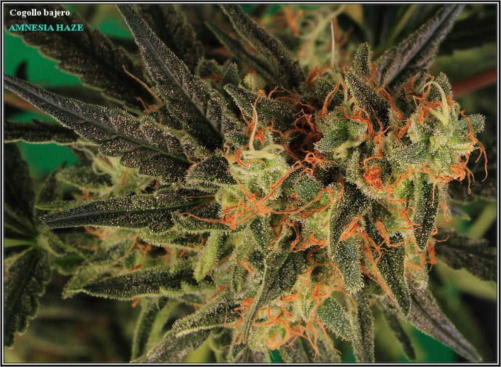 planta de marihuana Amnesia Haze Hidra 6