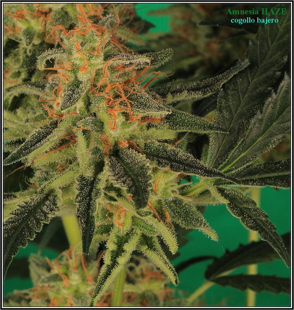 planta de marihuana Amnesia Haze Hidra 7
