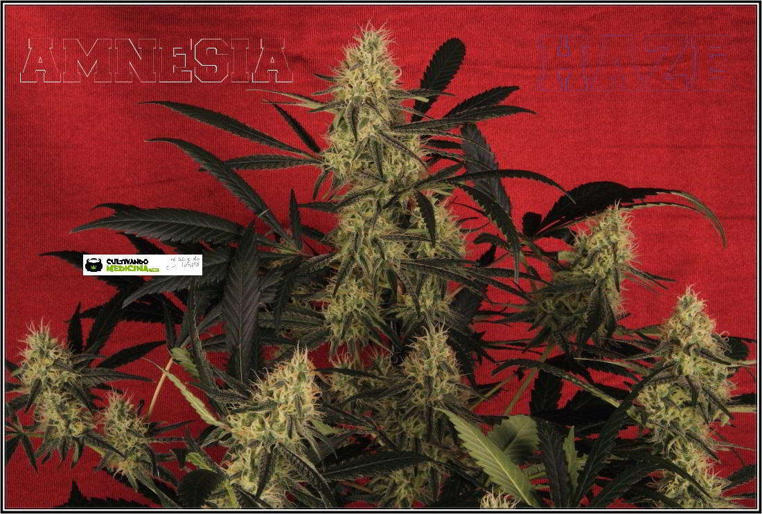 13- Variedad de marihuana Amnesia haze con 6 semanas a 12/12 5
