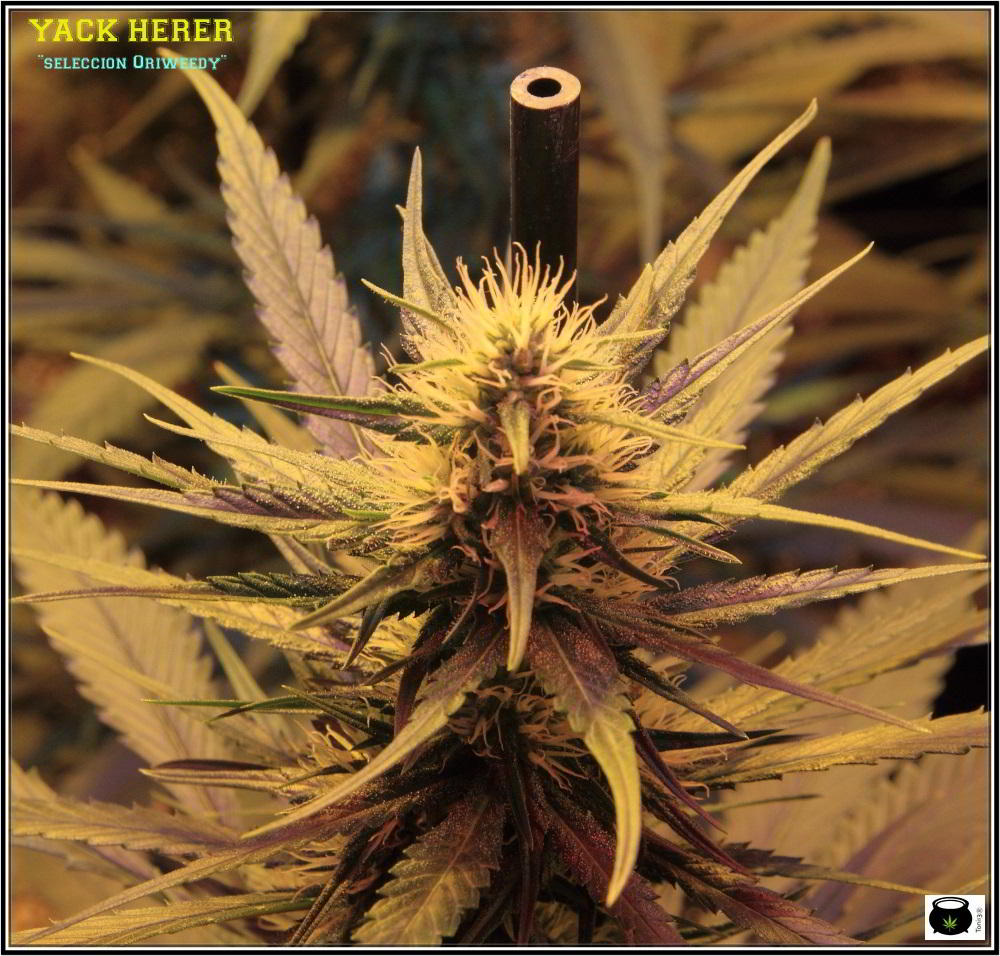 10- Actualización del cultivo de marihuana: 4 semanas a 12/12 4