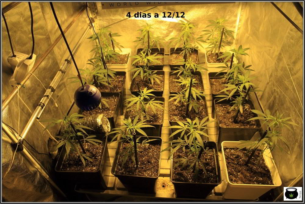 3- 4 días a 12/12, continuo con el moldeo lumínico en el cultivo de marihuana