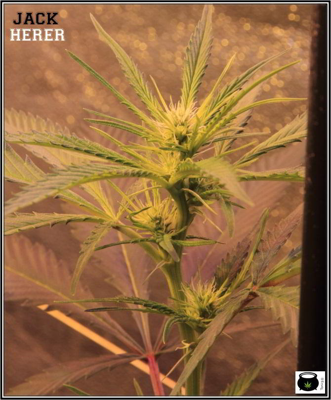 Variedad de marihuana Jack Herer Oryweedy en crecimiento