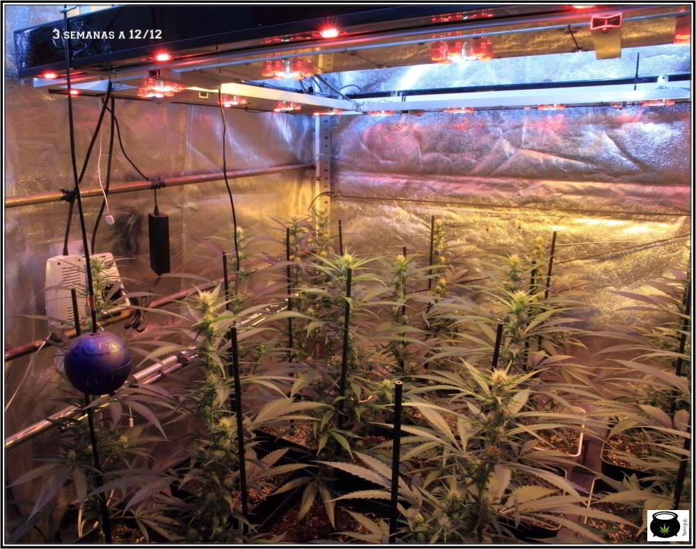9- Actualización del cultivo de marihuana: 3 semanas a 12/12 SOG vertical 2