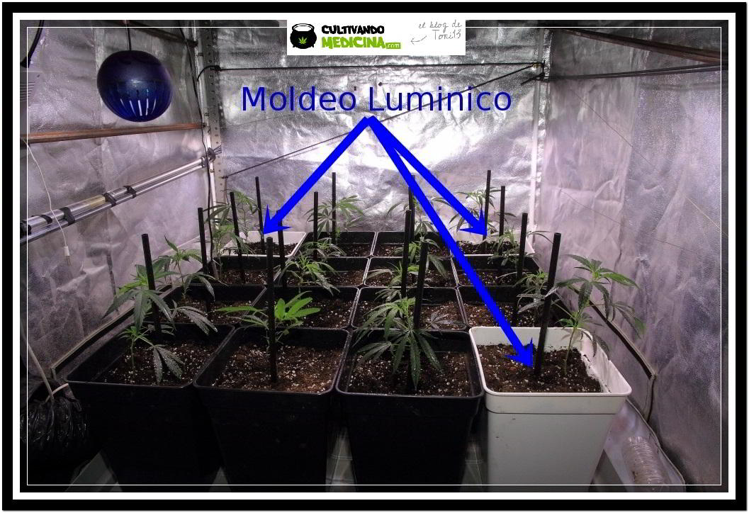 Moldeo lumínico en cultivos de marihuana de interior 2