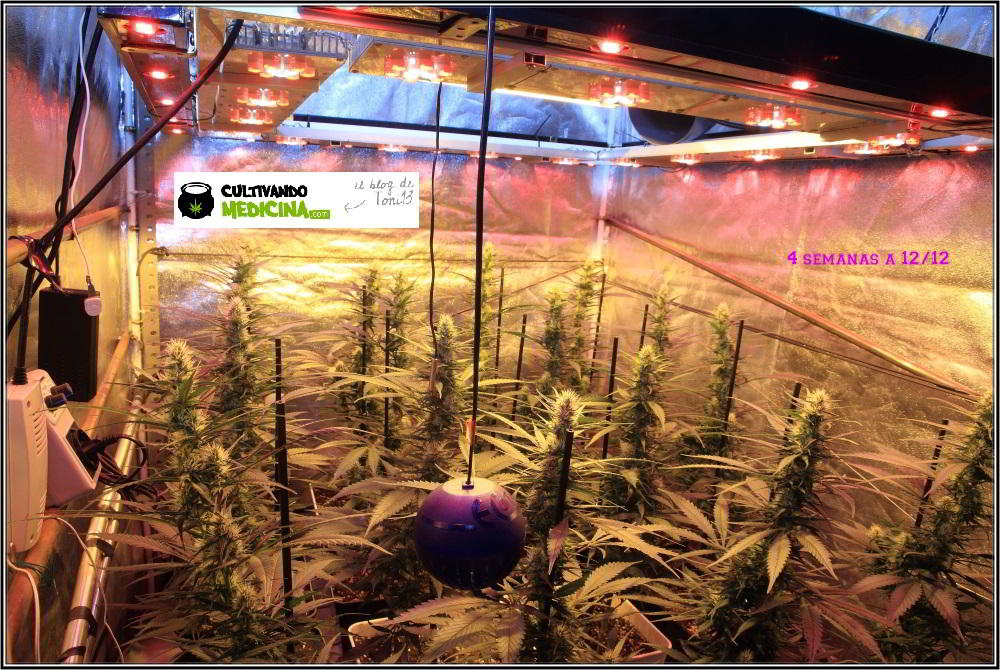 10- Actualización del cultivo de marihuana: 4 semanas a 12/12 2