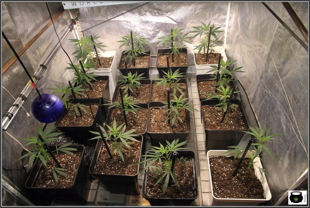 Moldeo lumínico en cultivos de marihuana de interior 3