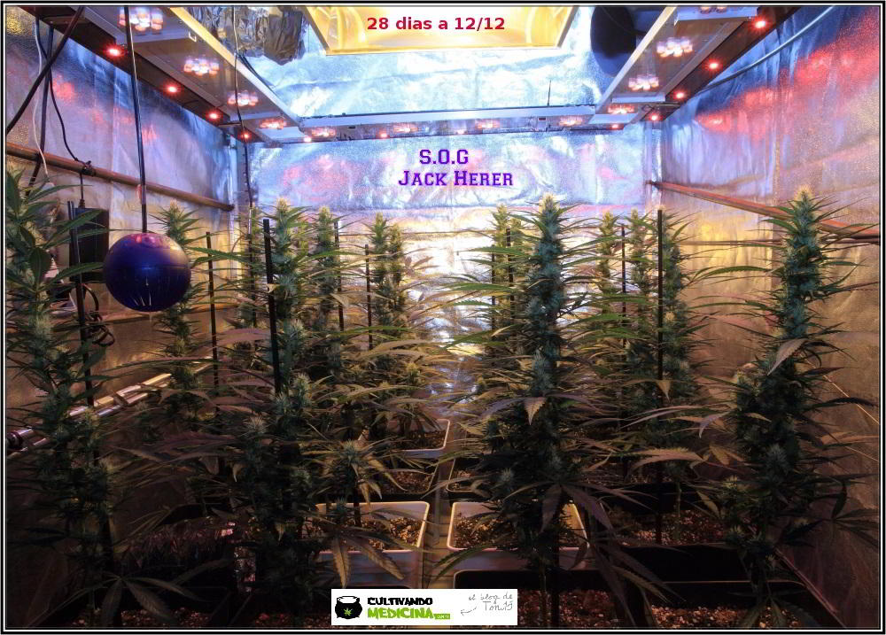 10- Actualización del cultivo de marihuana: 4 semanas a 12/12 3