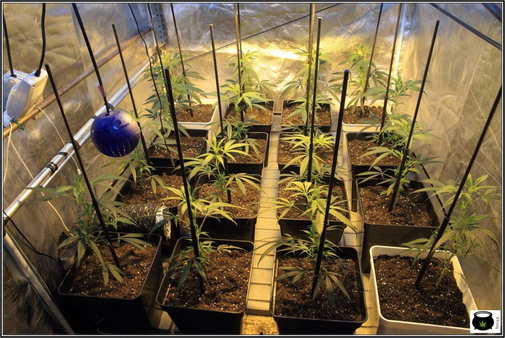 Moldeo lumínico en cultivos de marihuana de interior 4
