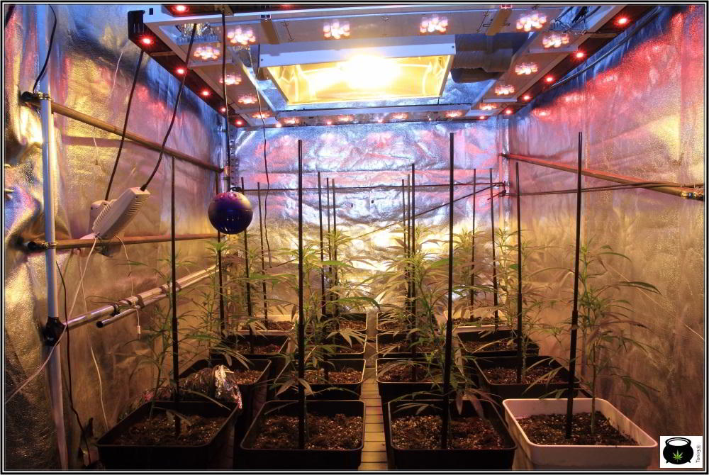 Moldeo lumínico en cultivos de marihuana de interior 6