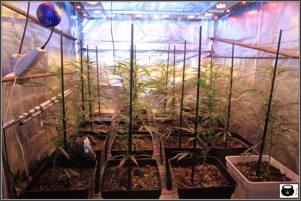 Moldeo lumínico en cultivos de marihuana de interior 7
