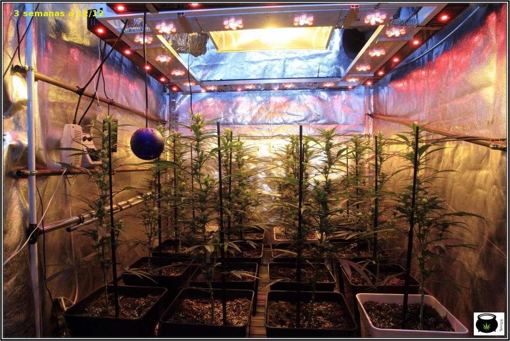 Moldeo lumínico en cultivos de marihuana de interior 8