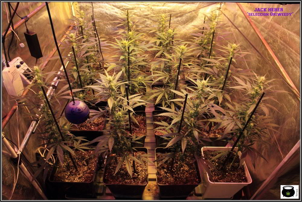 9- Actualización del cultivo de marihuana: 3 semanas a 12/12 SOG vertical 3