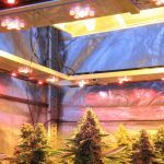 Lámpara – Diferentes luminarias para tu cultivo de marihuana de interior