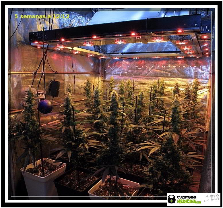 11- Actualización del cultivo de marihuana: 5 semanas a 12/12 1