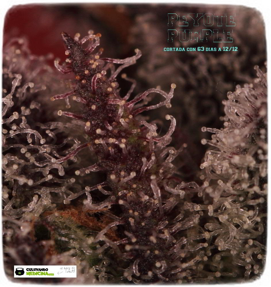 Especial macrofotografia variedad de marihuana Peyote Purple 11
