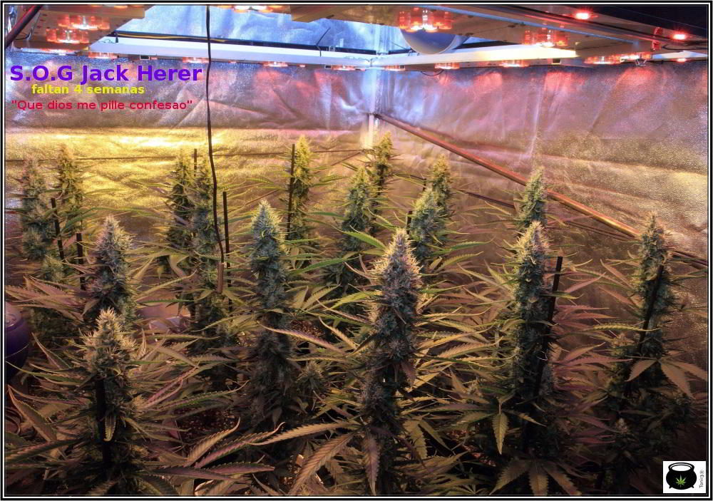 12- Actualización del cultivo de marihuana: 6 semanas a 12/12 2