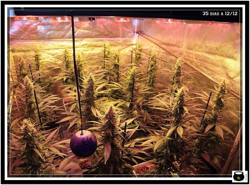 11- Actualización del cultivo de marihuana: 5 semanas a 12/12 5