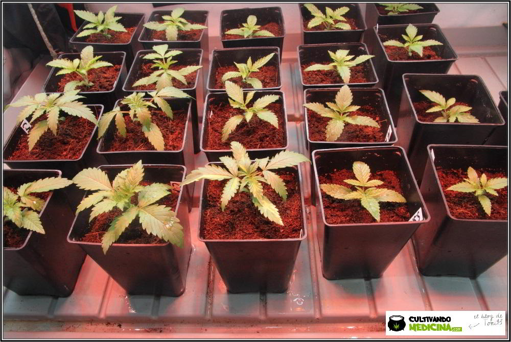 Plántulas de plantas de marihuana automáticas o autoflorecientes: Cómo cultivar variedades autoflorecientes de marihuana en exterior o interior