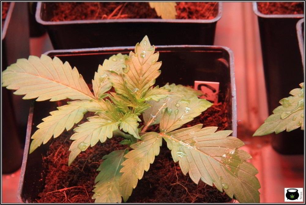 Planta de marihuana automática autofloreciente en crecimiento