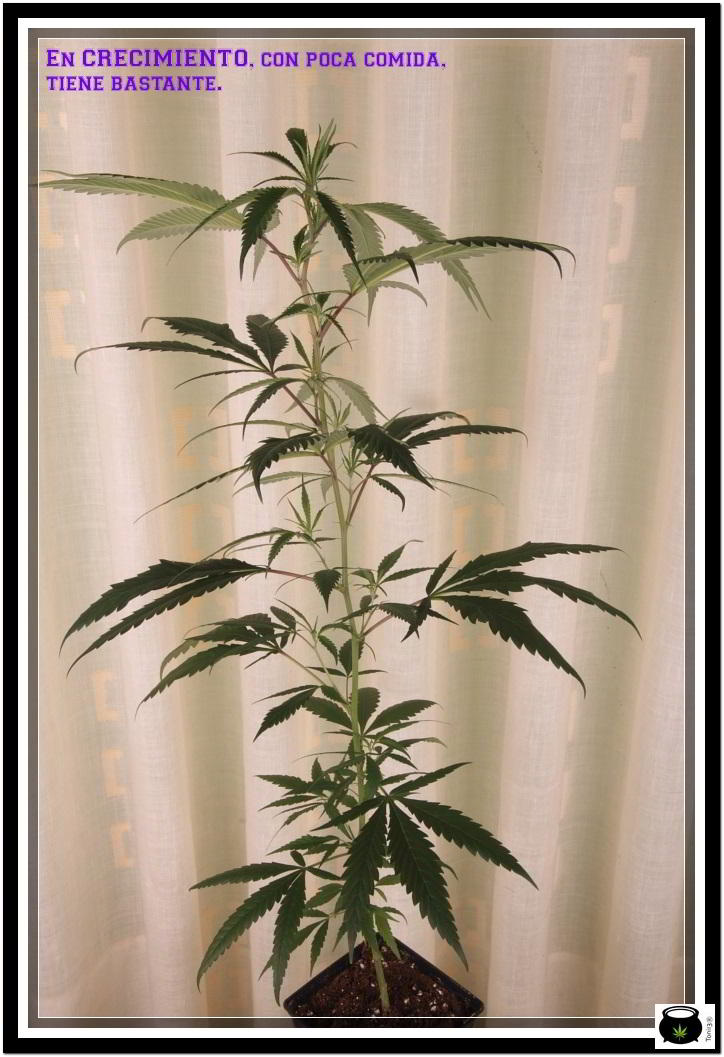 Planta de marihuana en crecimiento con plan de nutrición adecuado