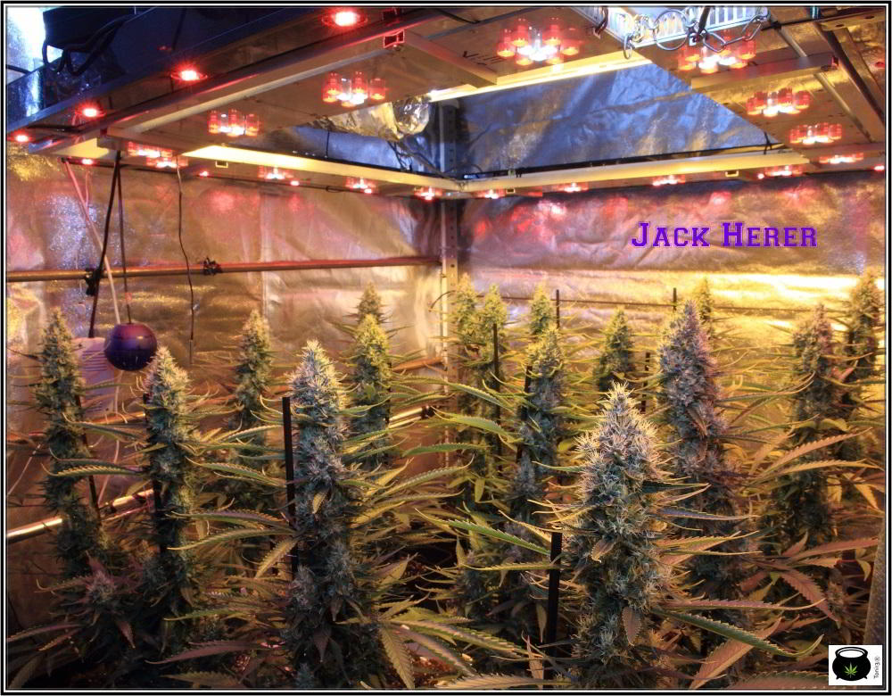 13- Actualización del cultivo de marihuana: 7 semanas a 12/12 cultivo sea of green interior 1