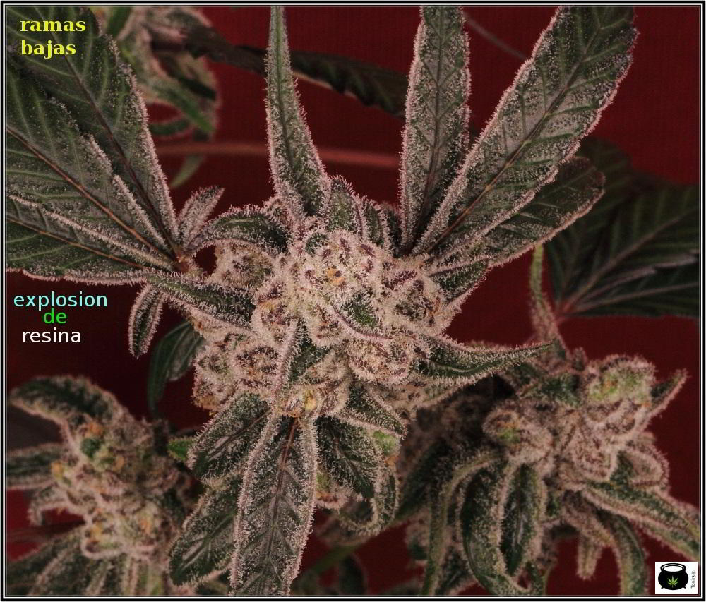 Especial macrofotografia variedad de marihuana Peyote Purple 15