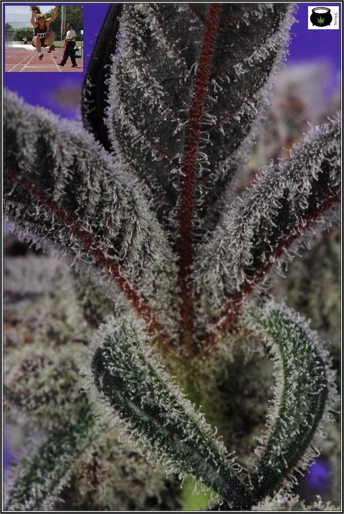 Especial macrofotografia variedad de marihuana Peyote Purple 5