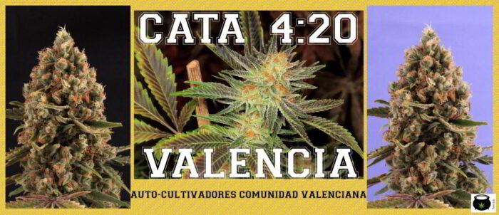 plan b marihuana