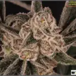 Especial macrofotografia variedad de marihuana Peyote Purple