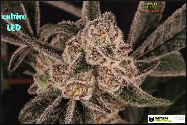 Especial macrofotografia variedad de marihuana Peyote Purple Auto