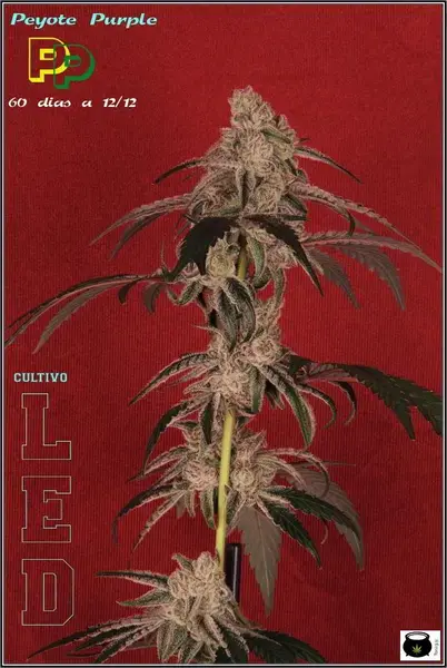 Peyote Purple Auto