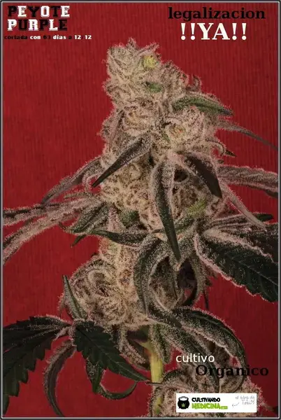 Peyote Purple Auto