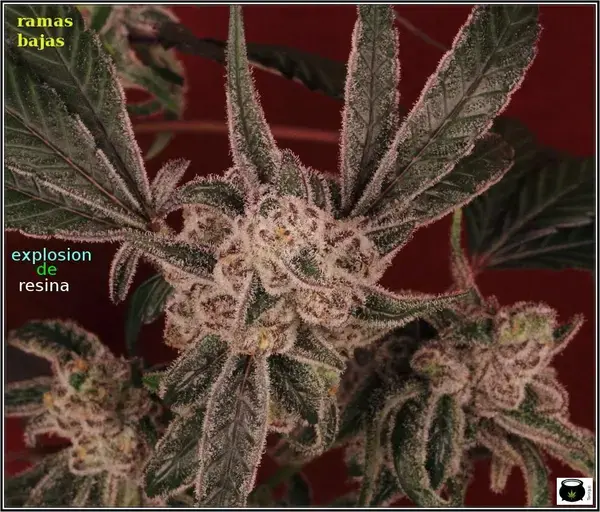Peyote Purple Auto
