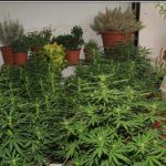 Olor en cultivos de marihuana interior y exterior y cómo eliminarlo