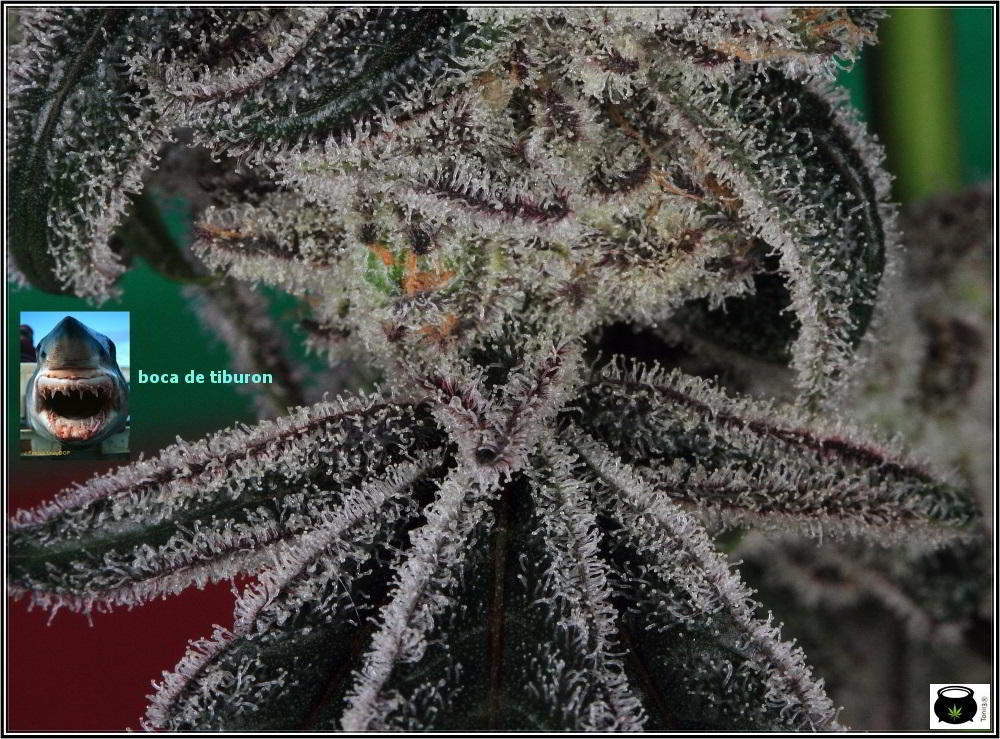 Especial macrofotografia variedad de marihuana Peyote Purple 12