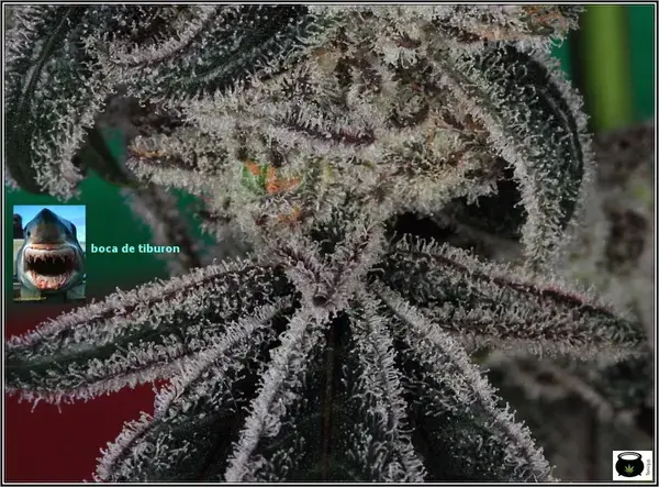 Peyote Purple Auto