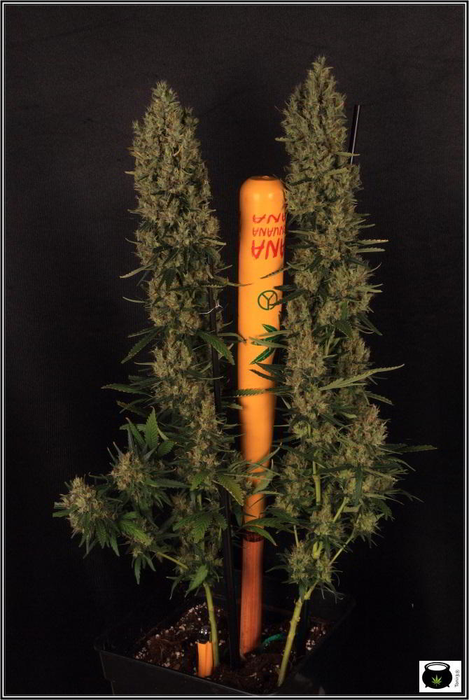 ec-y-ph-Articulo-Soft-Secrets-cultivo-de-marihuana-1