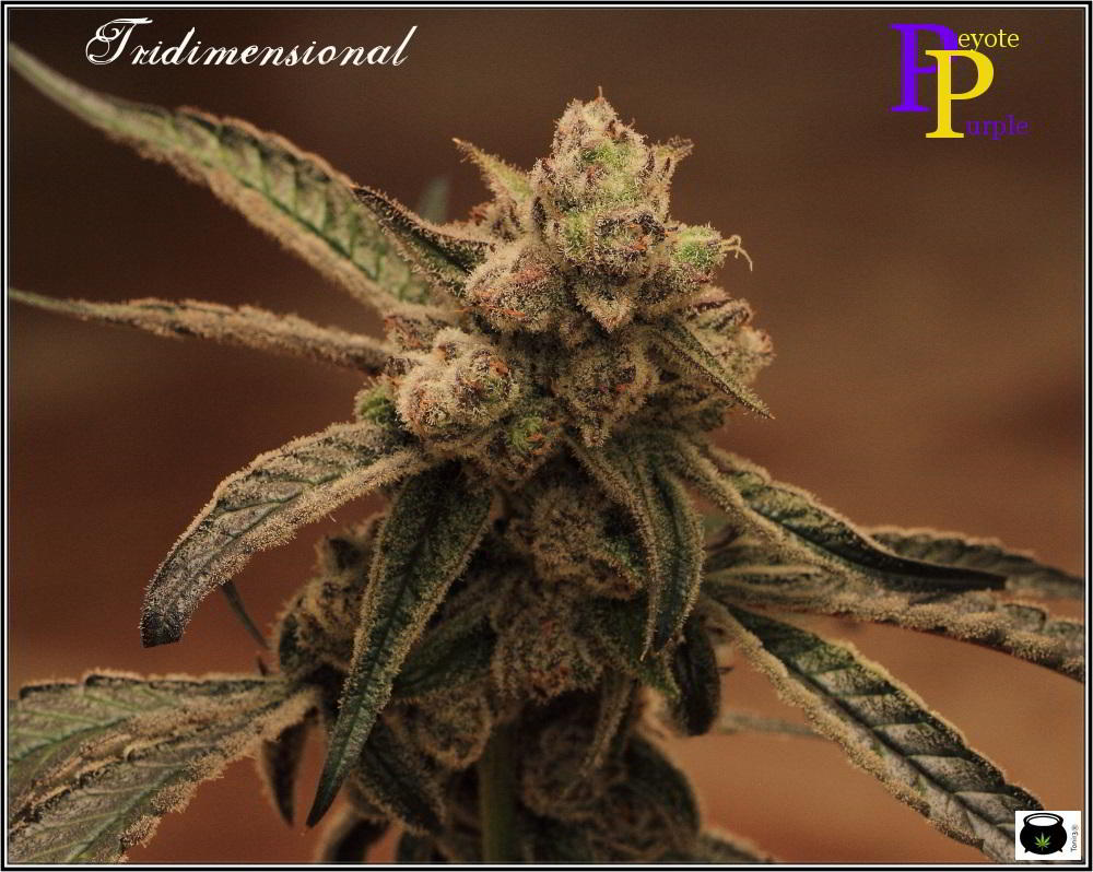 Especial macrofotografia variedad de marihuana Peyote Purple 3