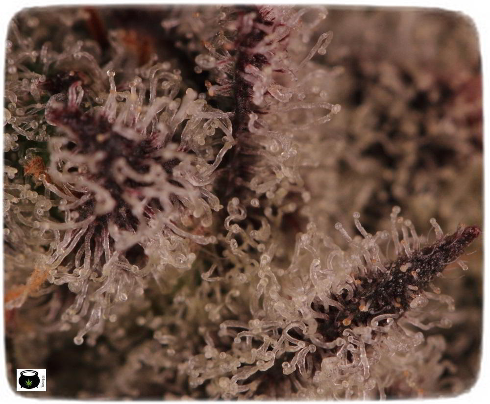 Especial macrofotografia variedad de marihuana Peyote Purple 10