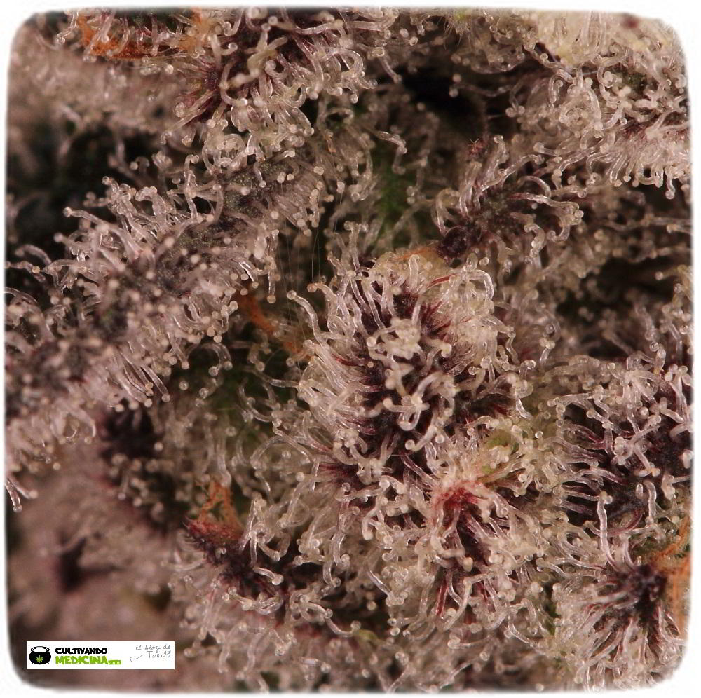 Especial macrofotografia variedad de marihuana Peyote Purple 6