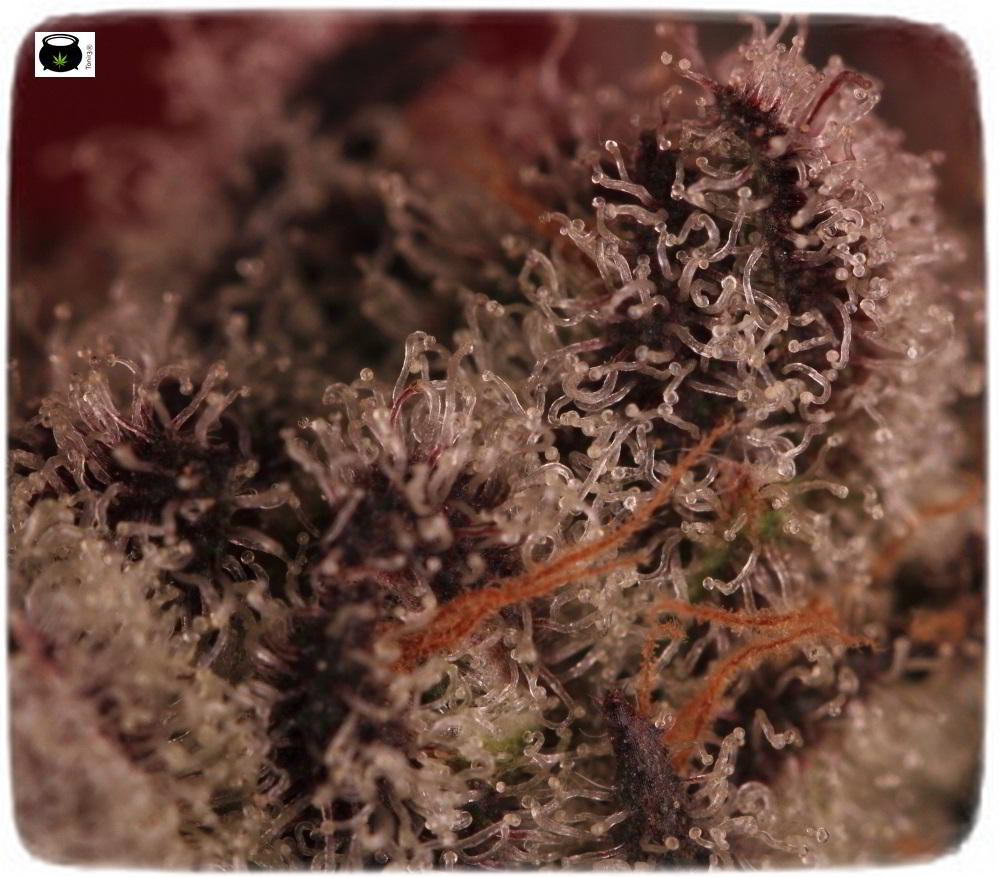 Especial macrofotografia variedad de marihuana Peyote Purple 8