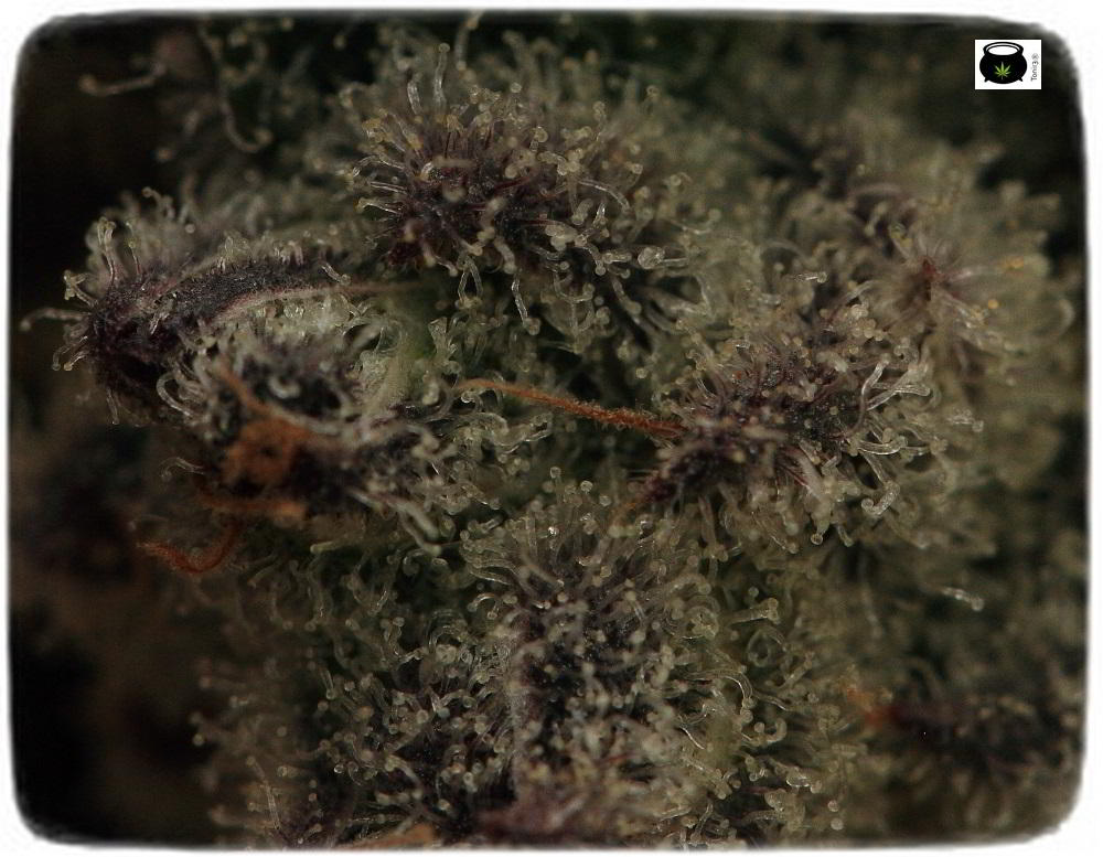 Especial macrofotografia variedad de marihuana Peyote Purple 9