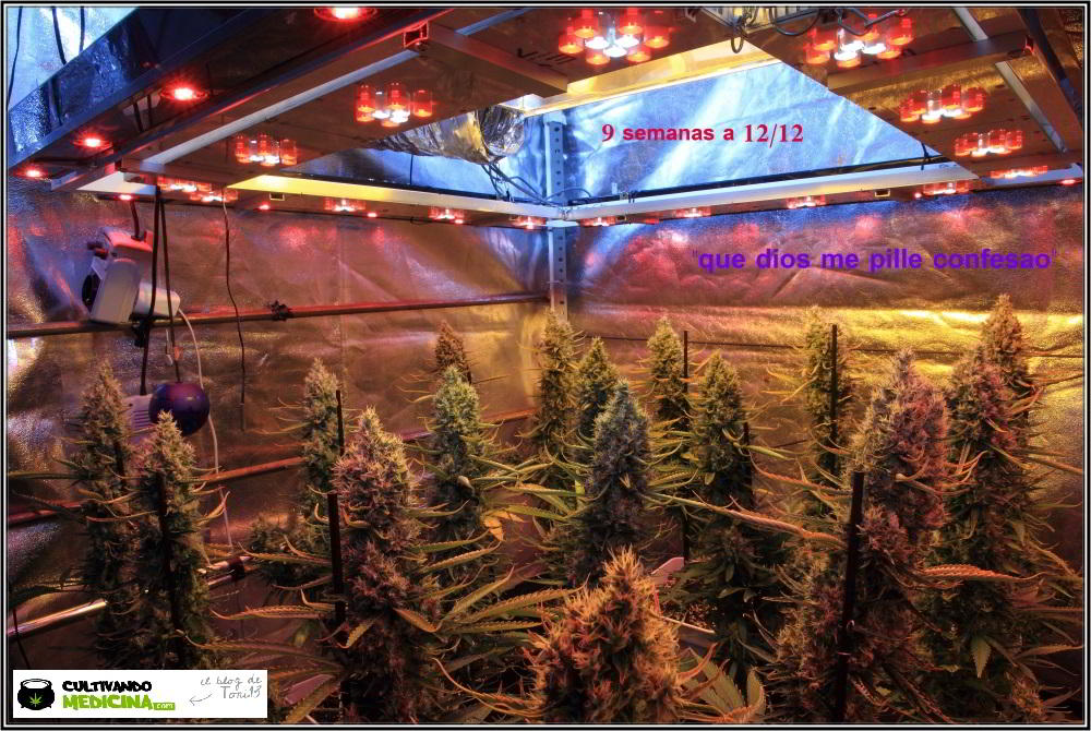 16- Actualización del cultivo de marihuana: 9 semanas a 12/12 SOG 2