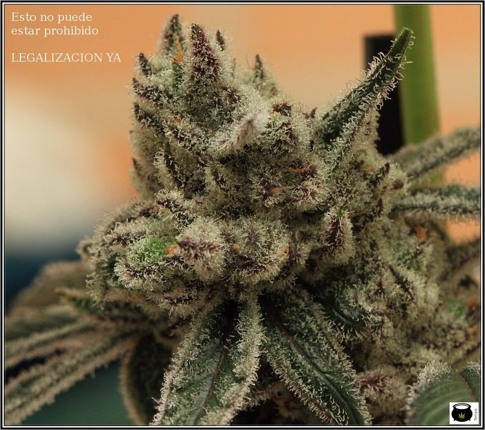 Especial macrofotografia variedad de marihuana Peyote Purple 2