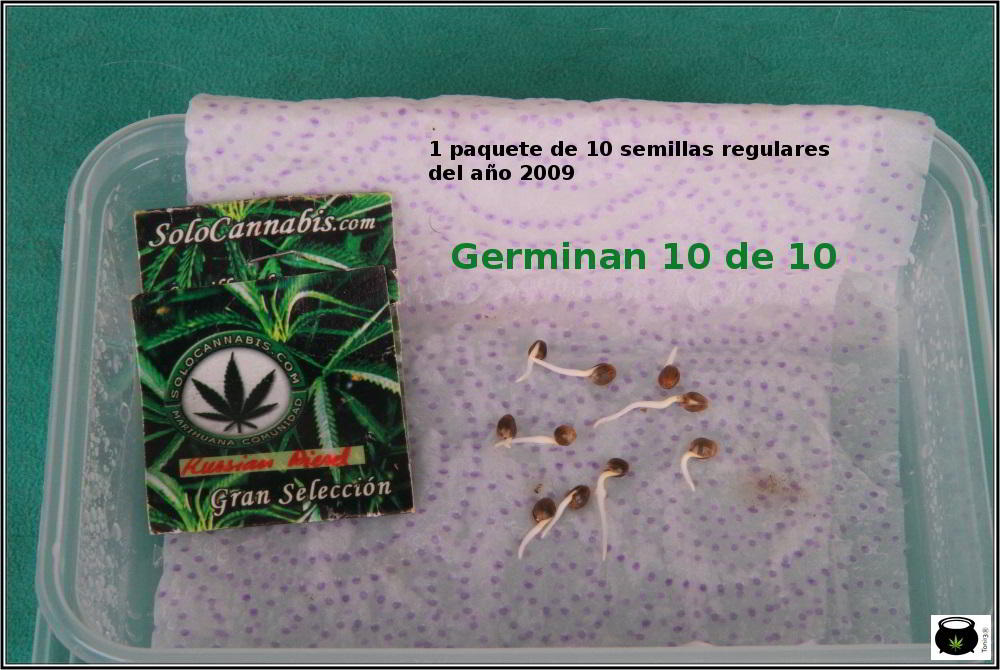 1- En busca del tesoro, cultivo de marihuana de interior con semillas regulares 2