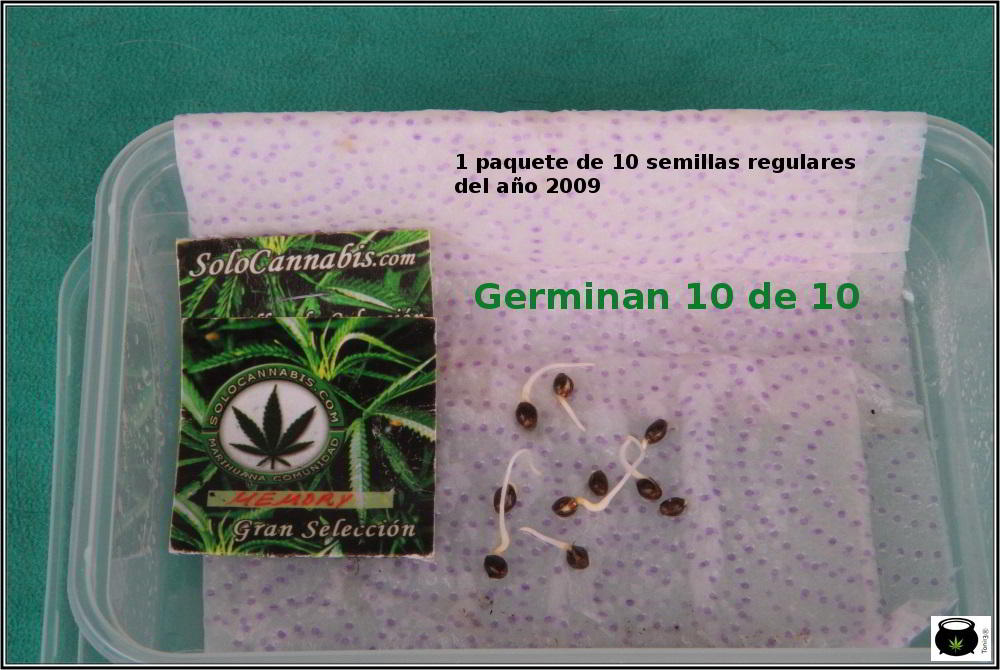 1- En busca del tesoro, cultivo de marihuana de interior con semillas regulares 3