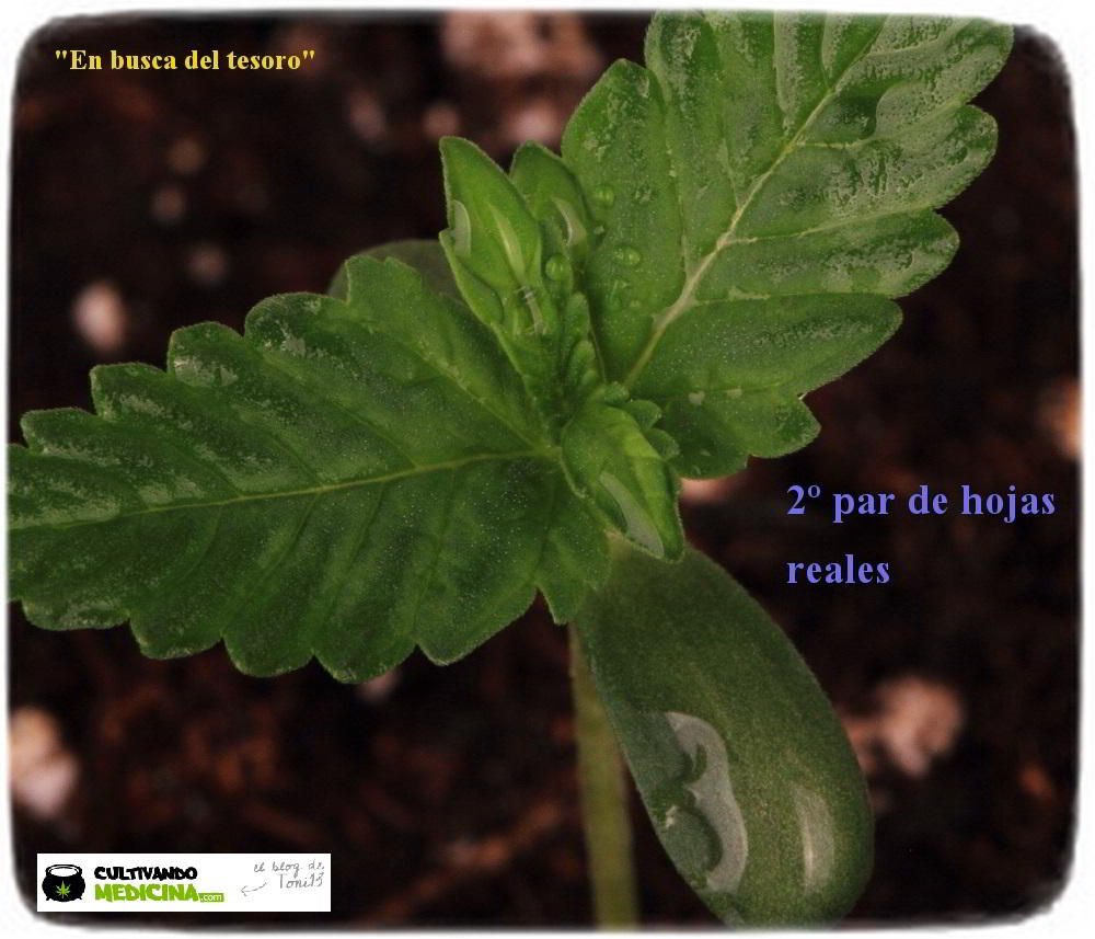 2- 7 días de crecimiento vegetativo: 2º par de hojas reales. 2